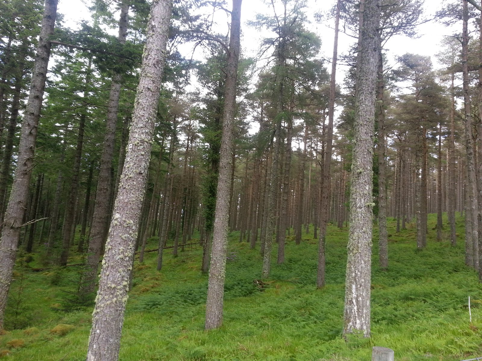 Remote West First Aid