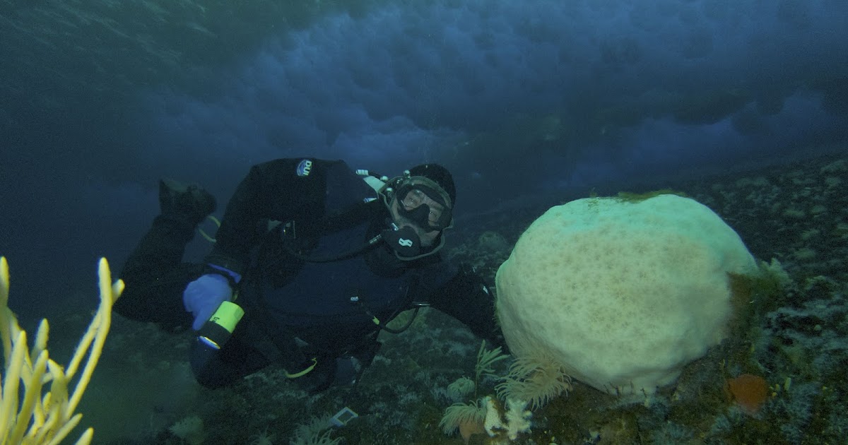 Antarctic Fungi Blog Sponge Collection