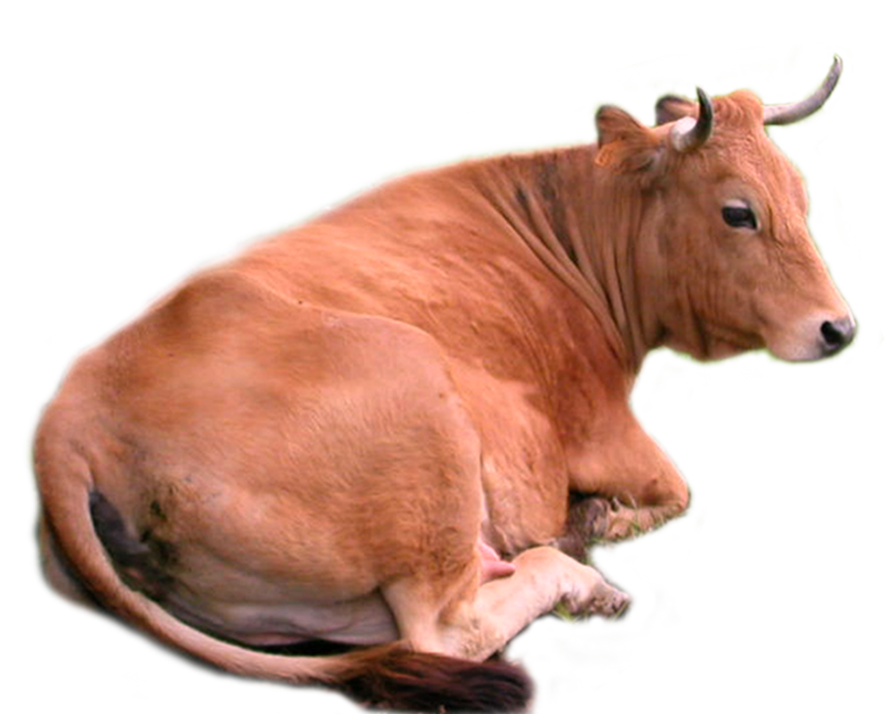 View Logo Sapi Lucu Png PNG