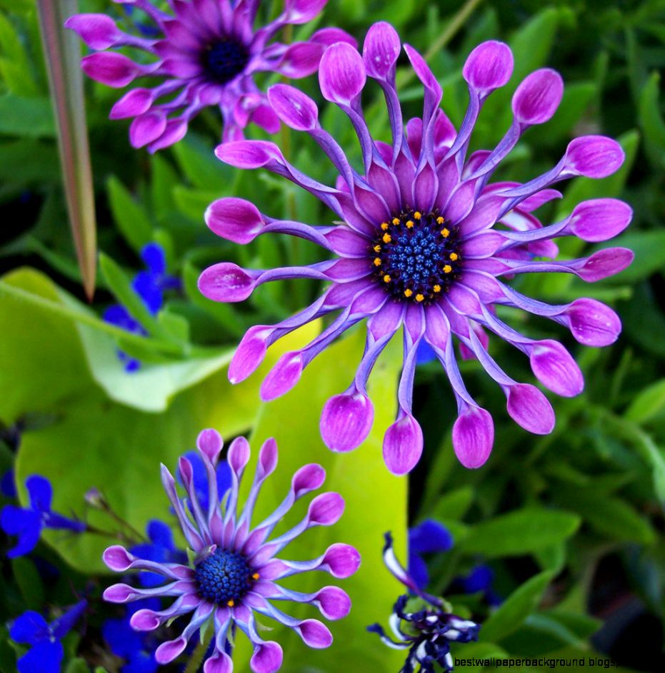 Amazing Purple Flower Amazing Purple Flower