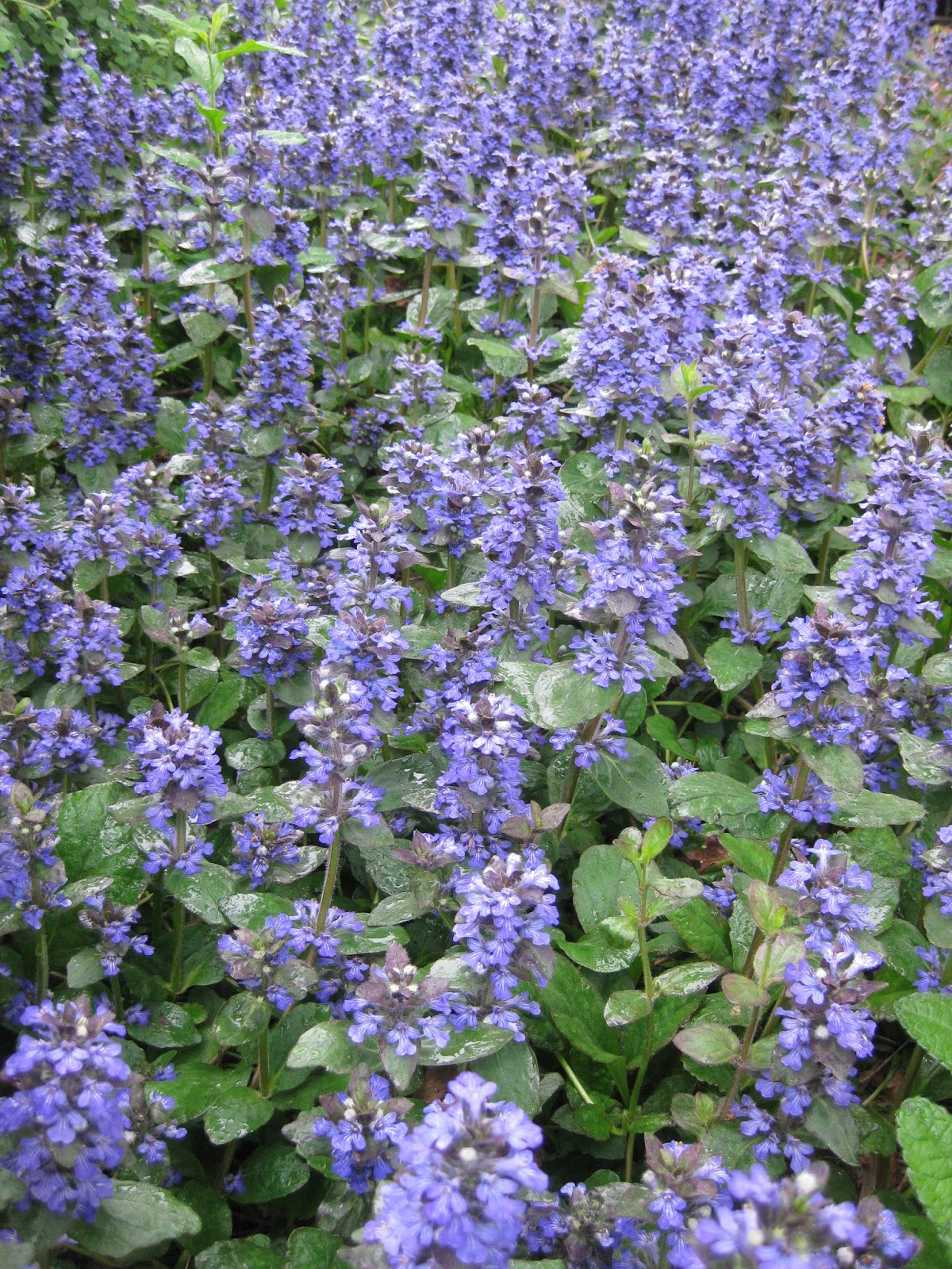 Bugleweed (Ajuga) Rotary Botanical Gardens