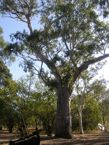Australian Gum Trees