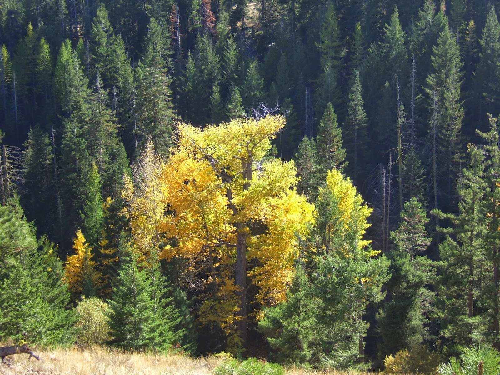 Reading the Washington Landscape Some Gold in the Fall Cottonwood and