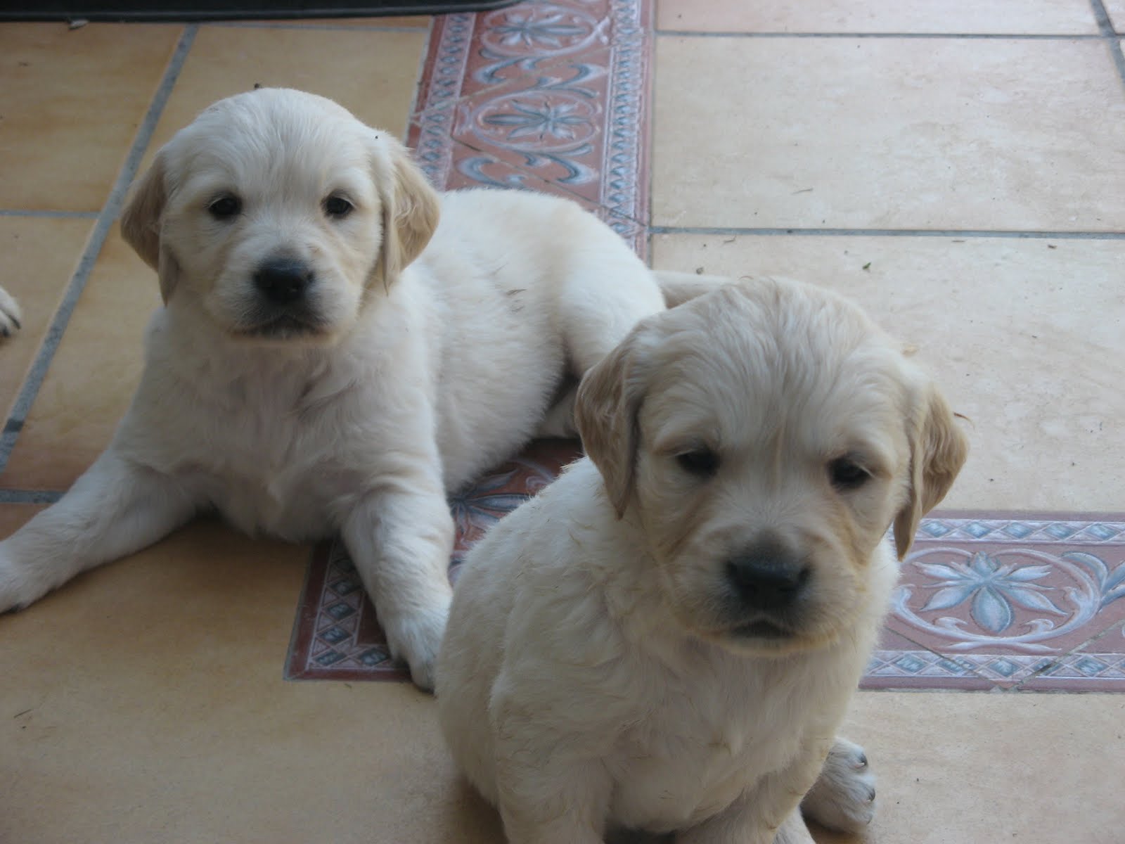 Camada de Golden Retriever