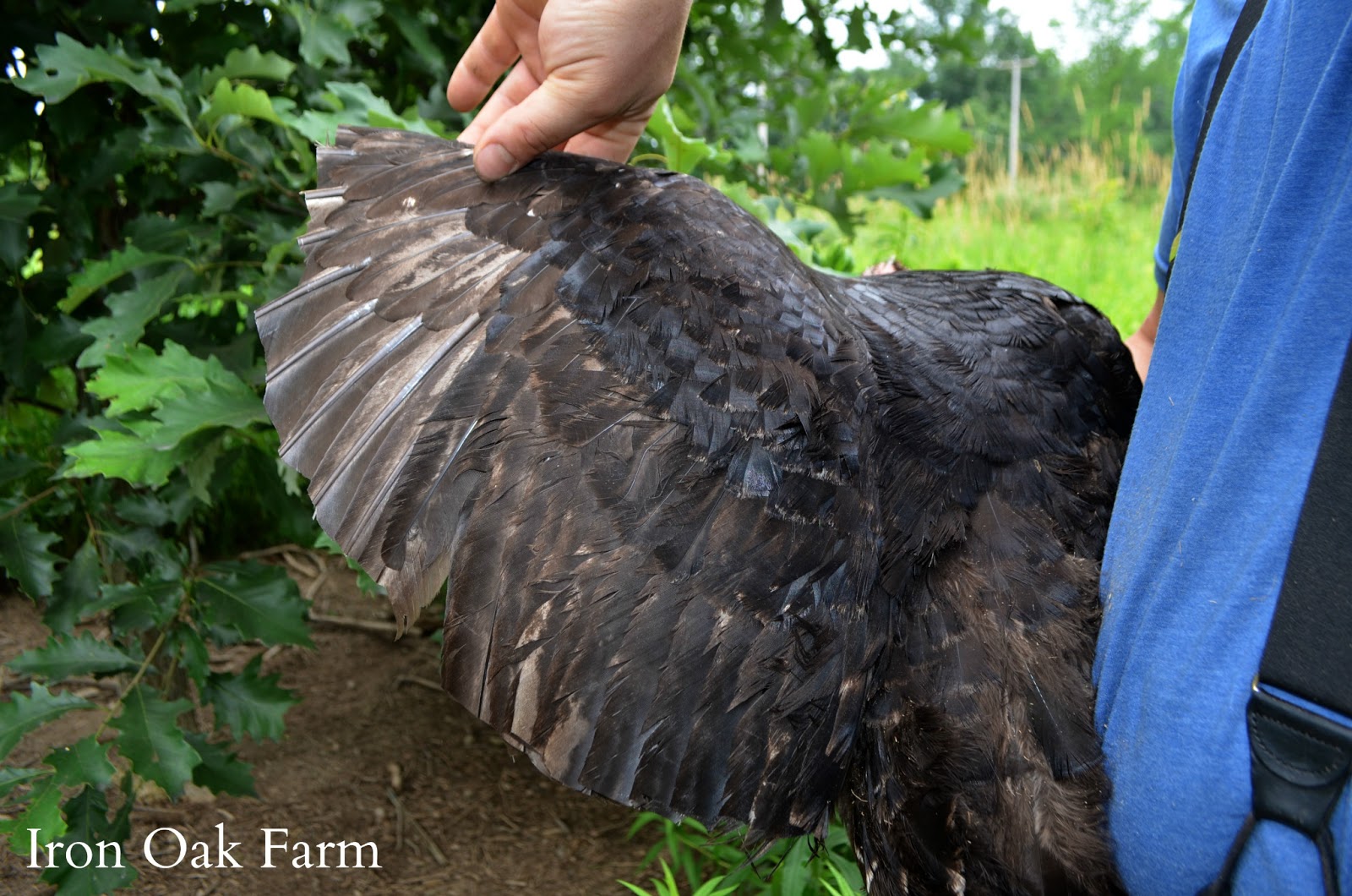 Trimming Turkey Feathers | Community Chickens