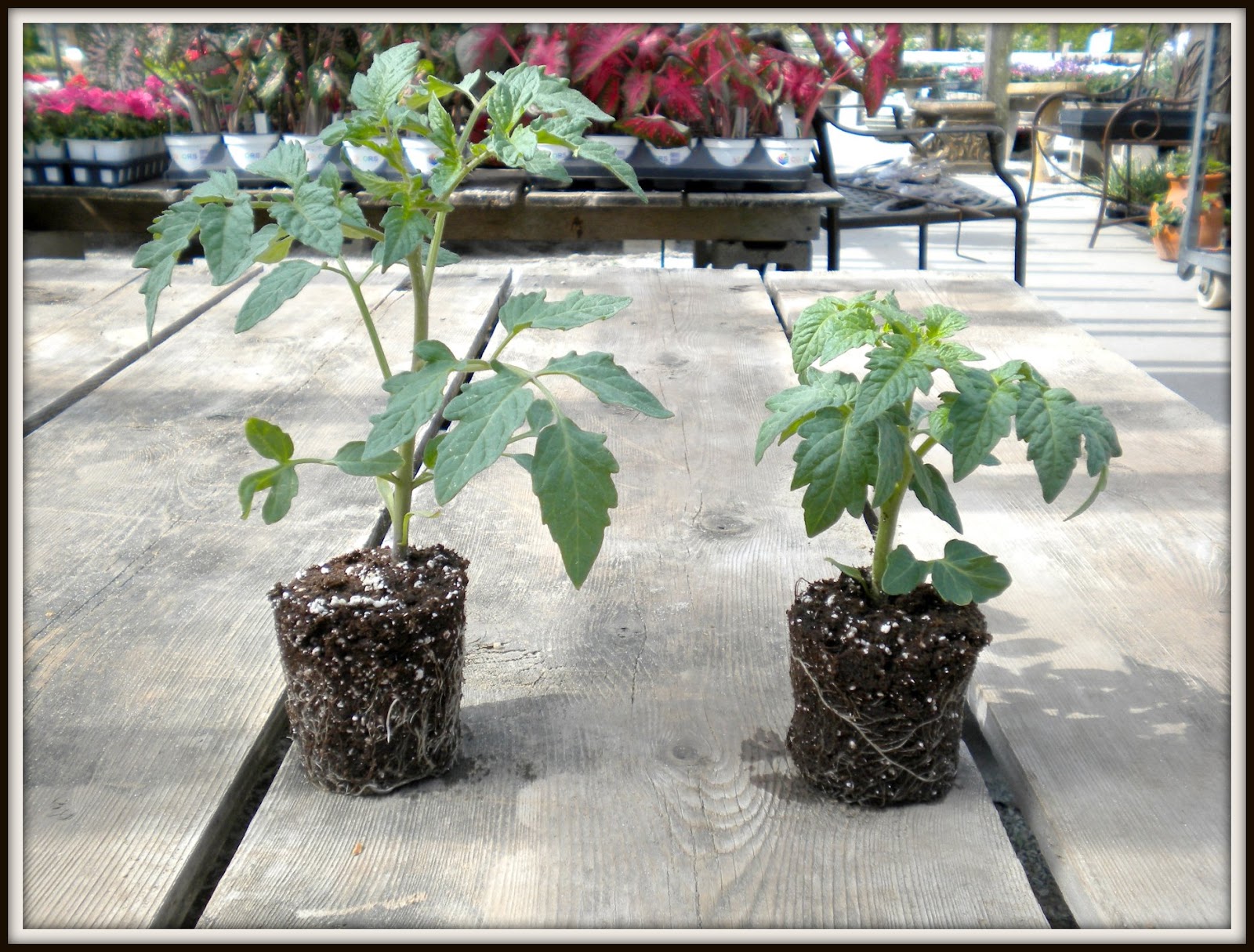 Desperate Gardener Tomato Tuesday Buying Starts