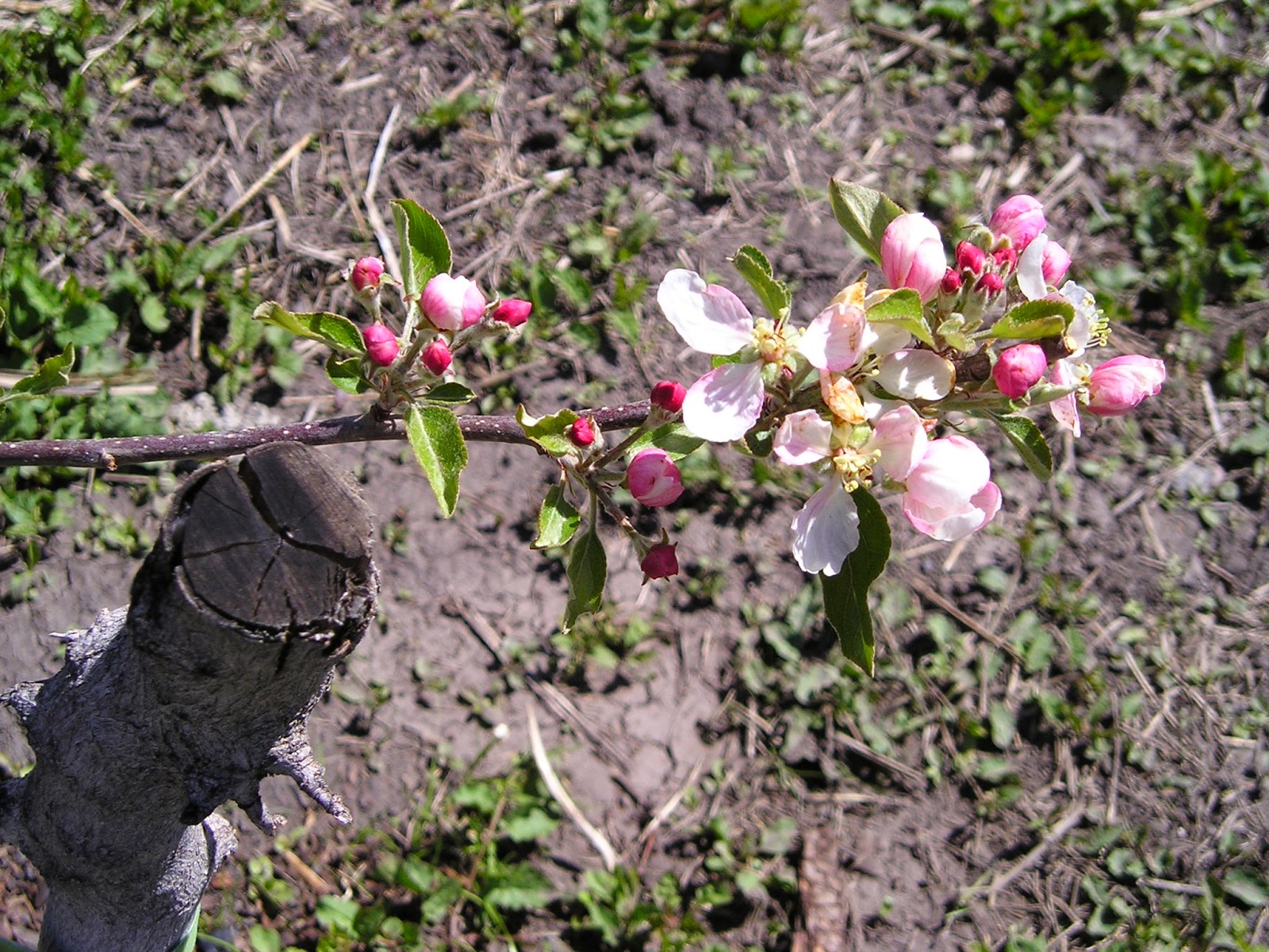 Elsie Park Springtime at the Park Place