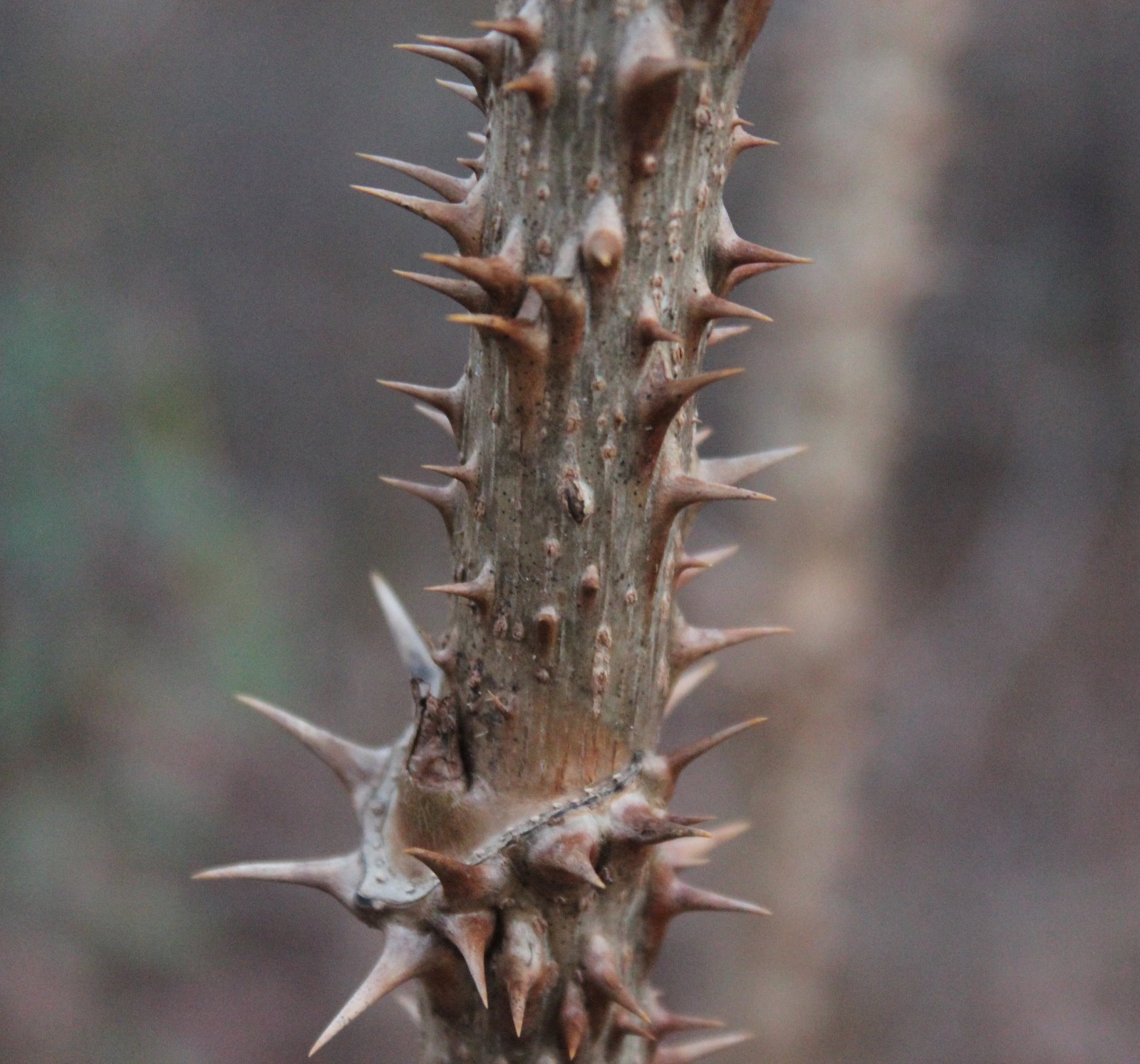 Hello, Devil's Walking Stick Invasive Plants in Arlington