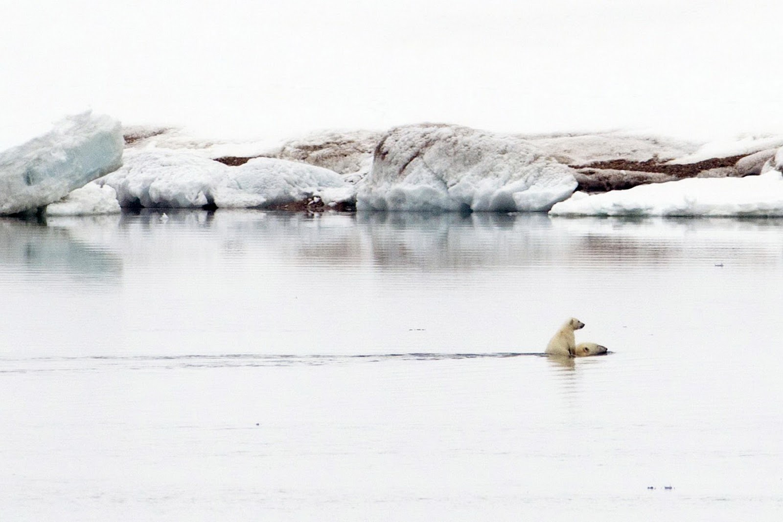 animals+(3).jpg