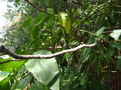 Tree Tomato