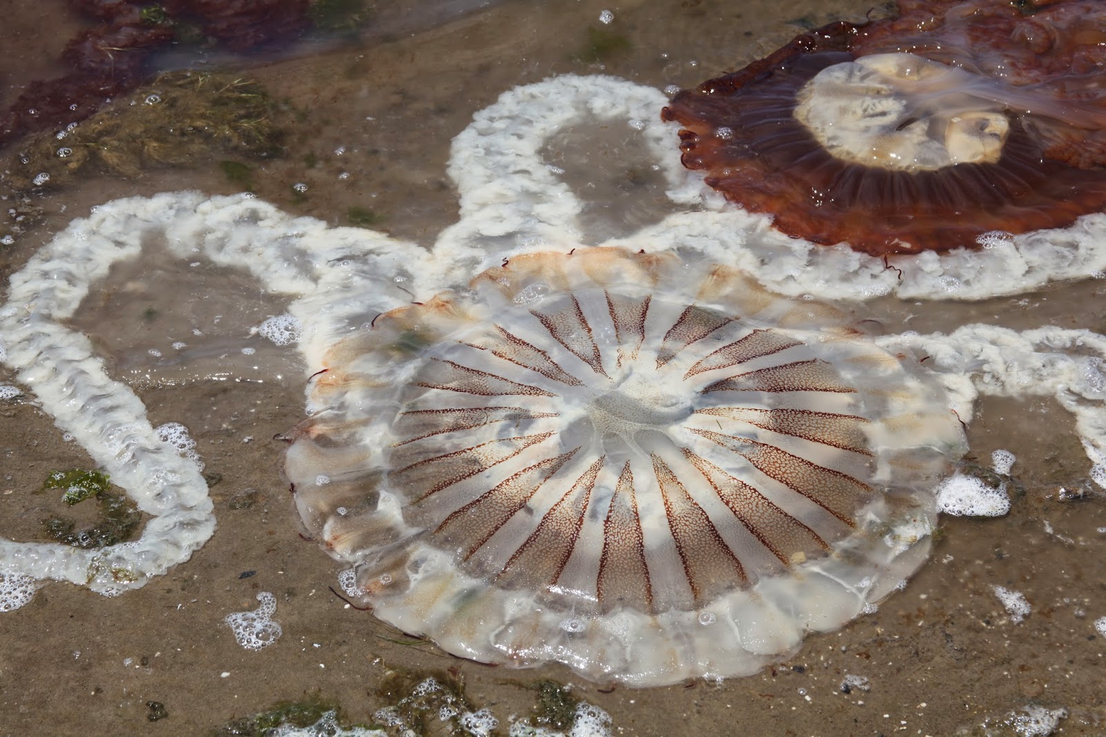 .punctum. beached jellyfish Paracas, Peru