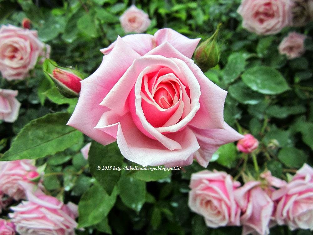 Belle Rose, LA - Belle Rose, Louisiana Map Directions