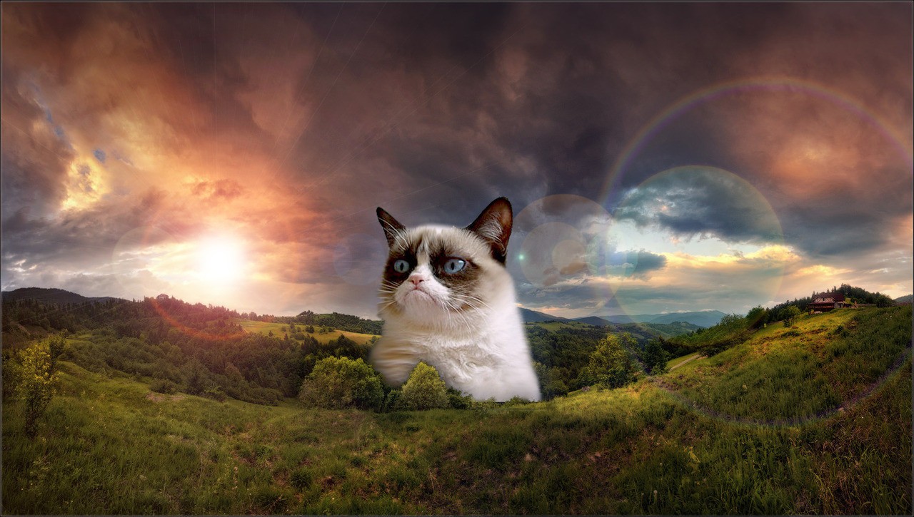 Grumpy Cat Pictures | Funny wallpapers|HD wallpapers