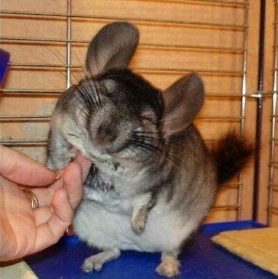 Incredibly cute furry animal getting its chin scratched