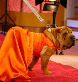 Doggie Couture