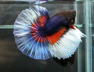 Cupang Blue Orange Butterfly Cupang Blue Orange Butterfly