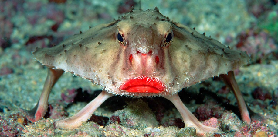 rosy-lipped-batfish-wilms-1144526-xl.jpg