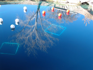 Diving Bouys