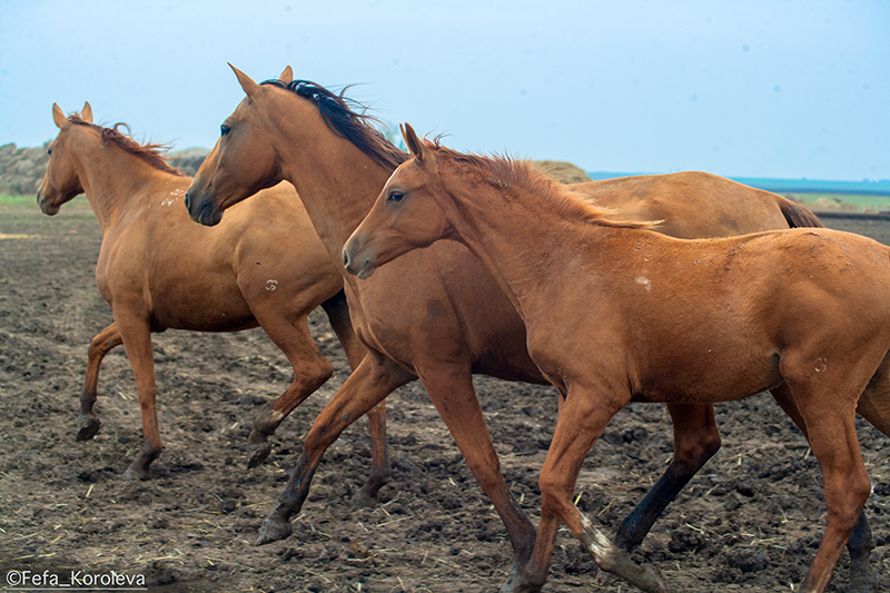 YY0P8103-245.jpg