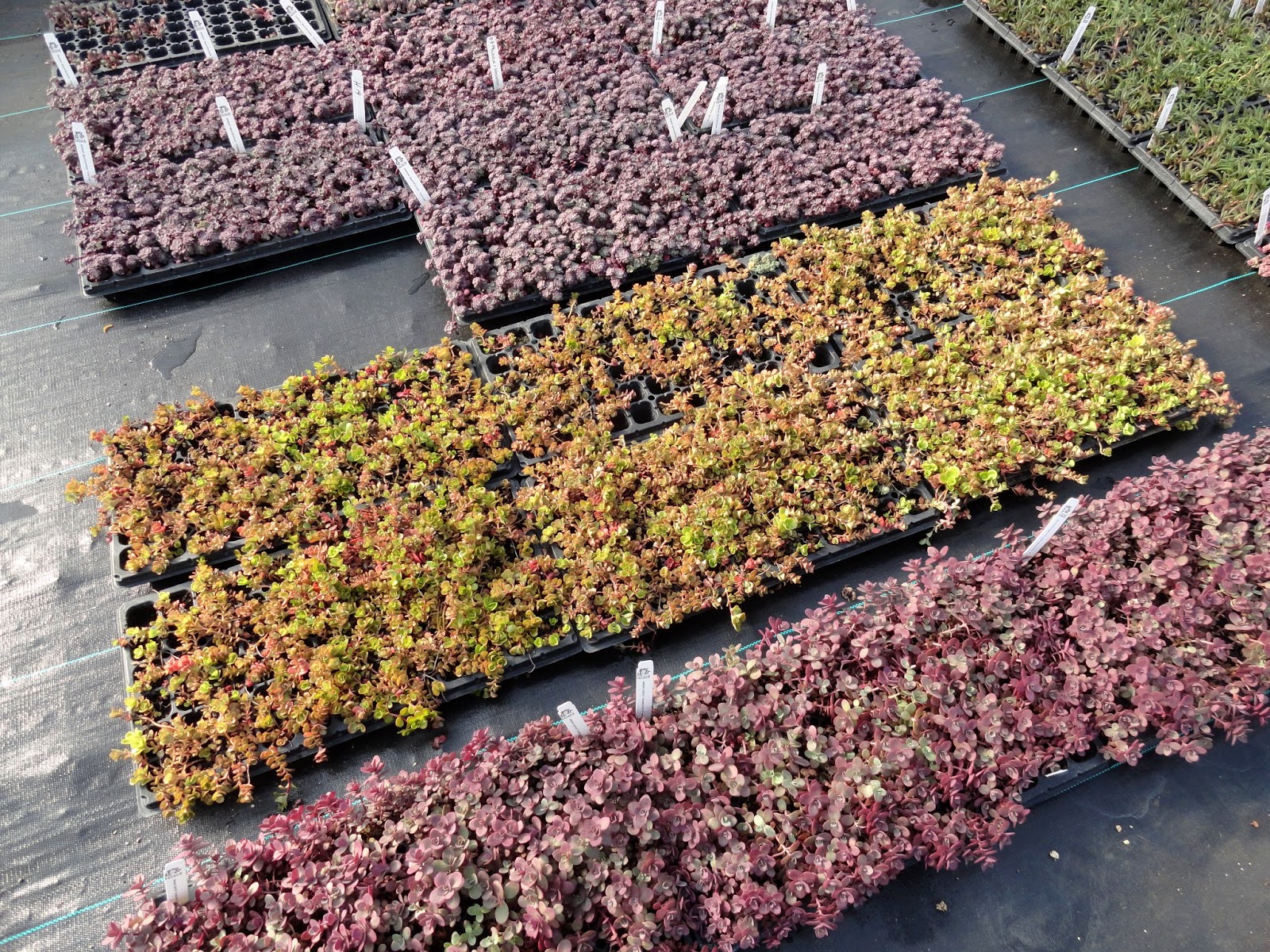 Growth Habits And Progress Of Six Pittosporum Tenuifolium Selections