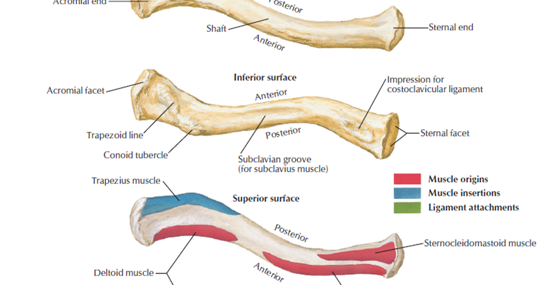 Clavicle and Scapula (Bone) of Shoulder | Travel Life