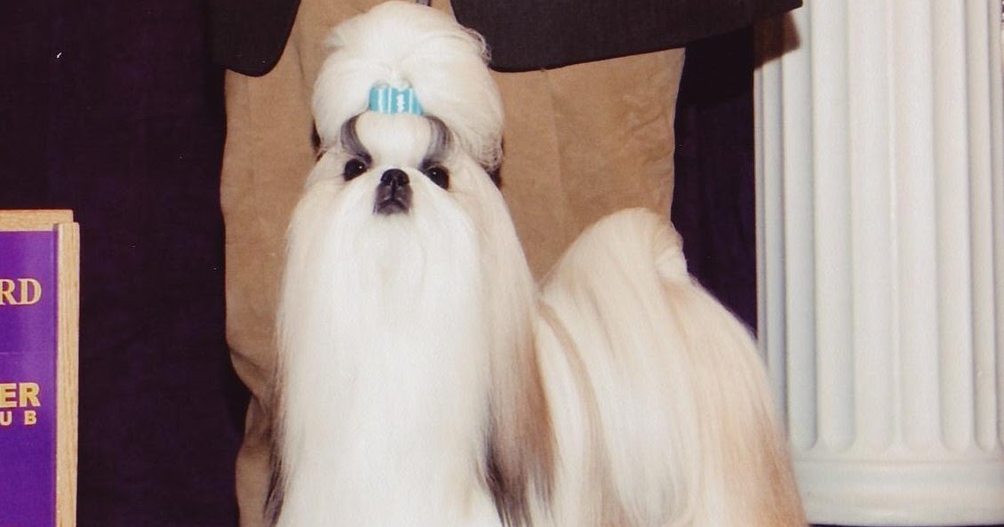 The Friendly Groomer Show Grooms vs. Pet Grooms