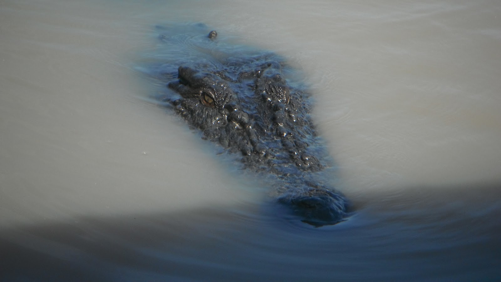 Crocodile+026.JPG