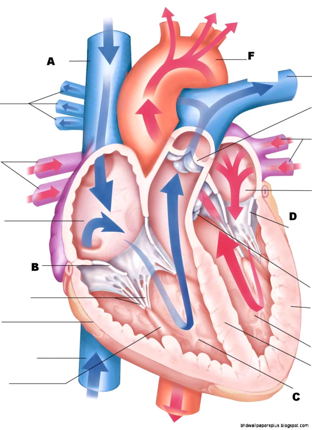 Anatomy Physiology Wallpapers HD Quality Anatomy Physiology Wallpapers HD Quality