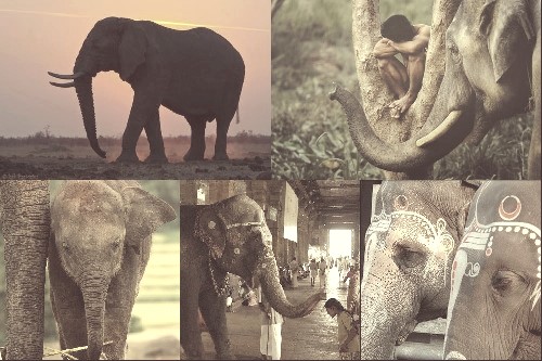 Elephant Dreamer