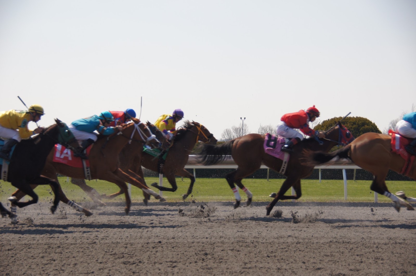 A Thinking Stomach Opening Day, Spring 2013 Keeneland