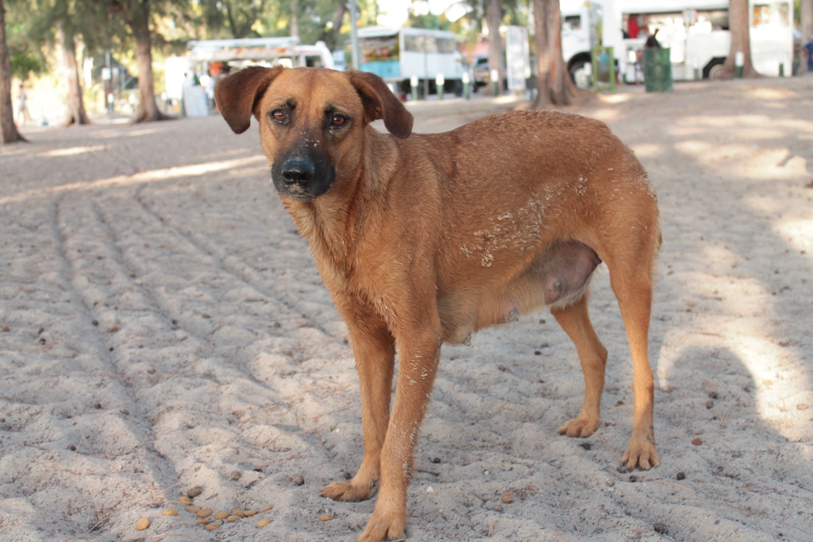 MEET THE DOGS OF MAURITIUS/ DOG BLOG New in Town