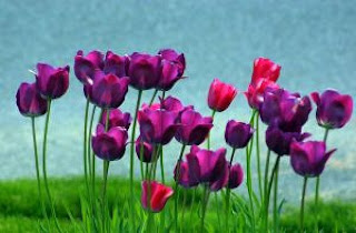 Tulipán, una flor con historia -  jardin con tulipanes violeta