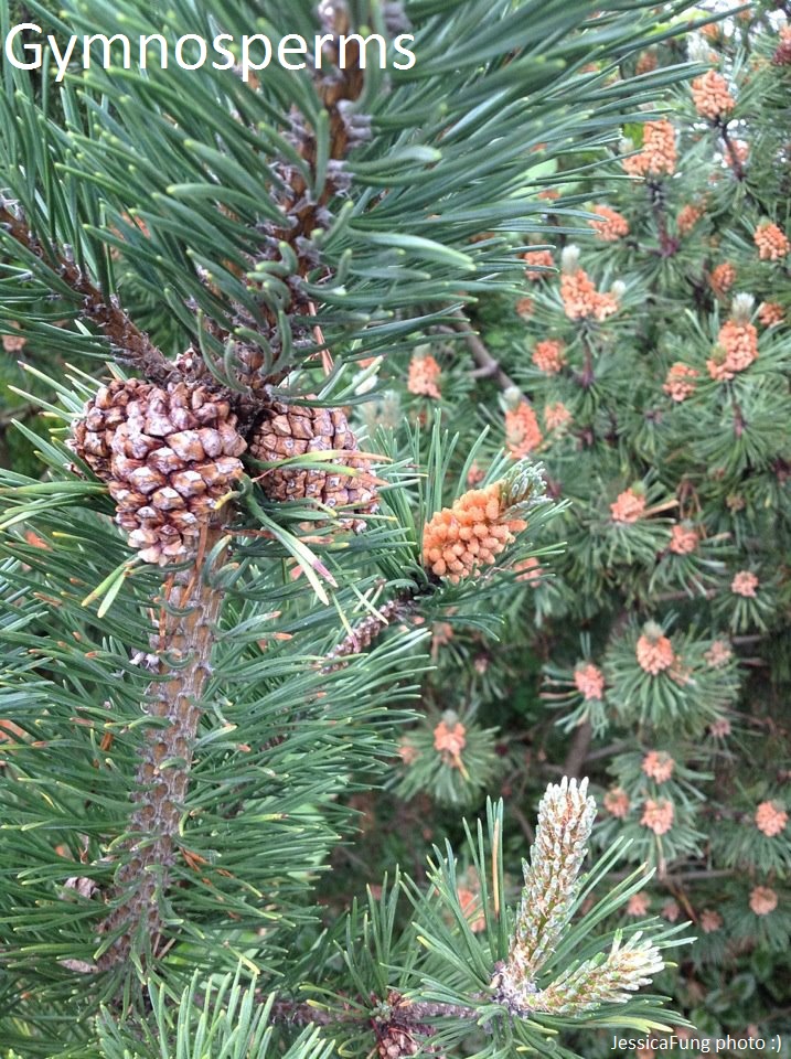 Jessica's wonderful world of plants Gymnosperms