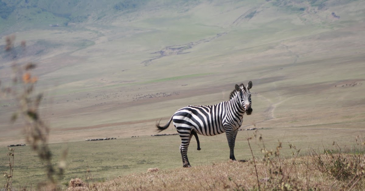 HAVE YOU SEEN AN ANIMAL WITH FIVE LEGS, HERE IT IS.......... ~ Wajanja club