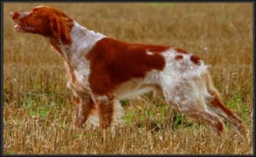 SPANIEL BRETÃO - CANIL IMAURI