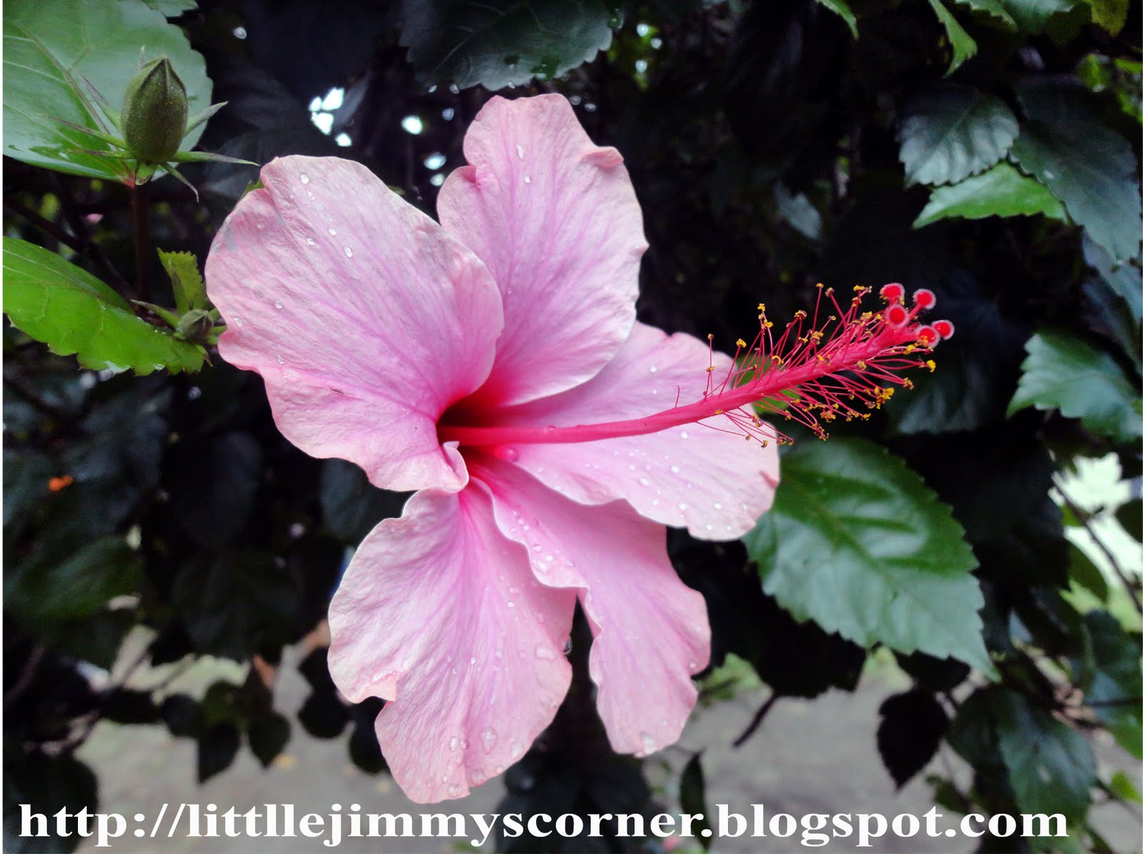 .little jimmy's corner Gumamela Flower