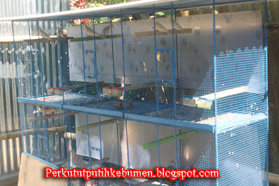 Perkutut Kebumen: Jual Perkutut Putih dan Hitam