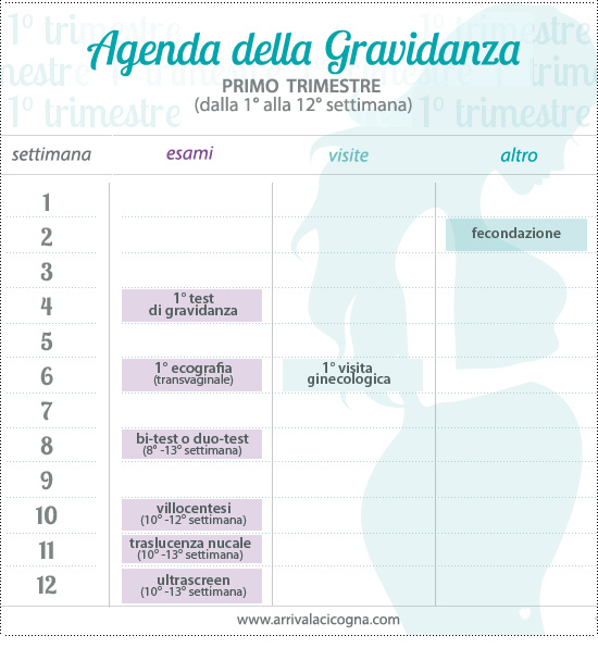 calendario visite in gravidanza, primo trimestre