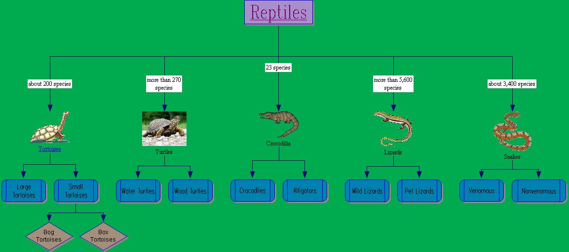 IT365 G002 Summer Reptile Concept Map