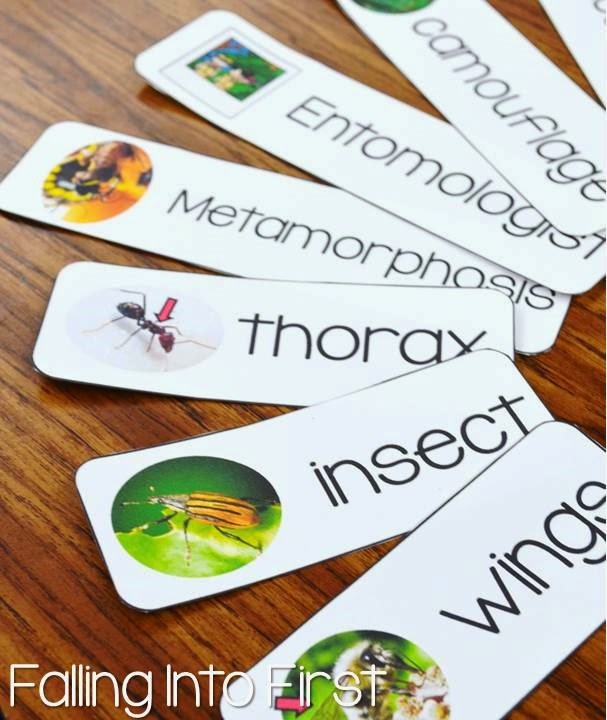 Falling Into First: Insect Investigations