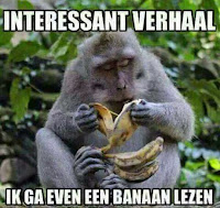 Meme van een aap die een banaan leest