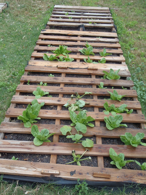 Pallet Garden