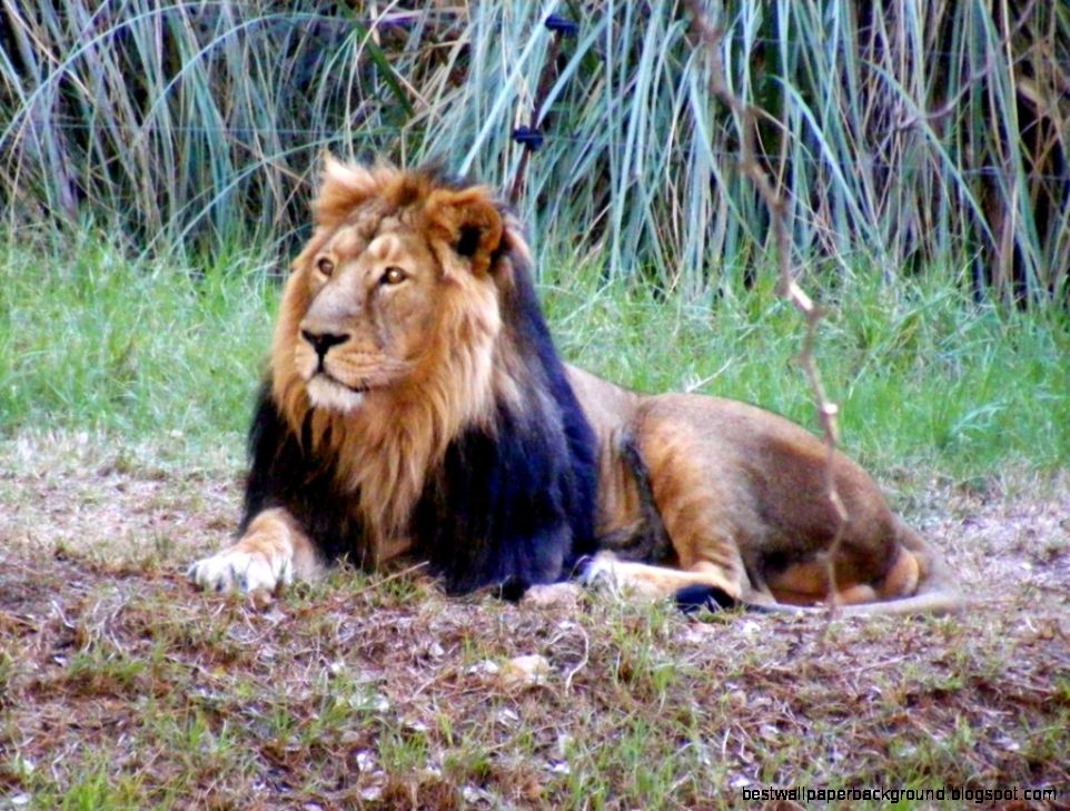Lider the lion king of Jerusalem dies at 16 The Times of Israel Lider the lion king of Jerusalem dies at 16 The Times of Israel