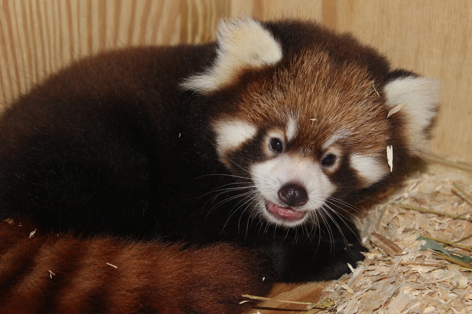Adventures of a Zookeeper Red Panda Cub Update