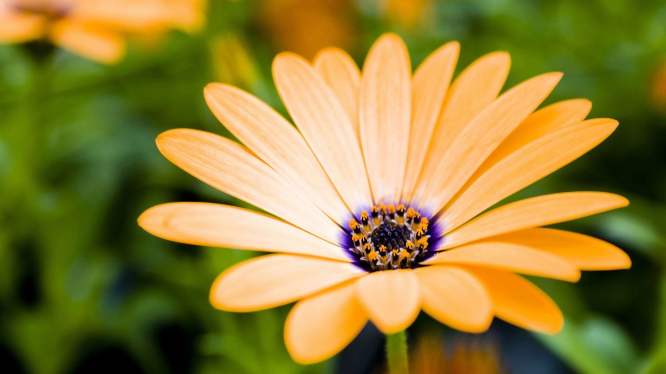 Romantic Flowers: Gerbera Daisy Flower