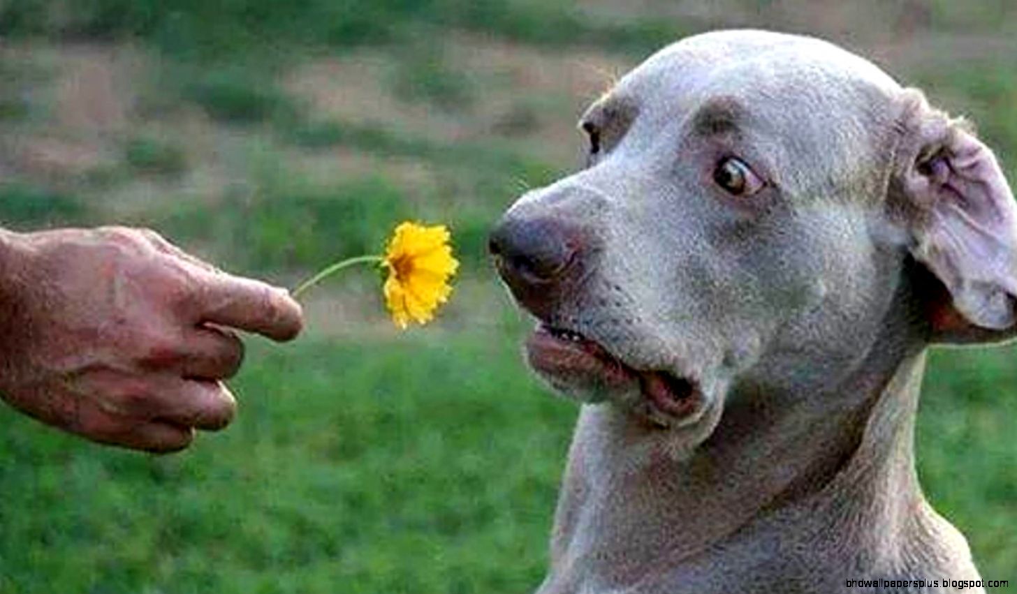 25 Most Funny Dog Pictures 25 Most Funny Dog Pictures