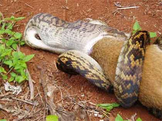 foto ular python kecil makan kangguru