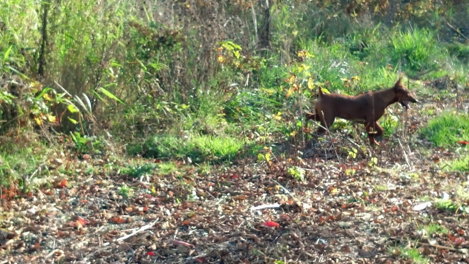 Foxy looking for the next interesting thing