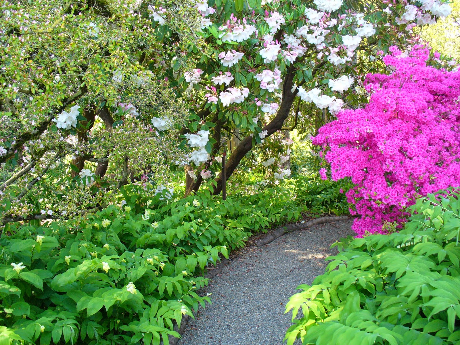 Flowering Weigela Florida Bush Colorful Shrubs