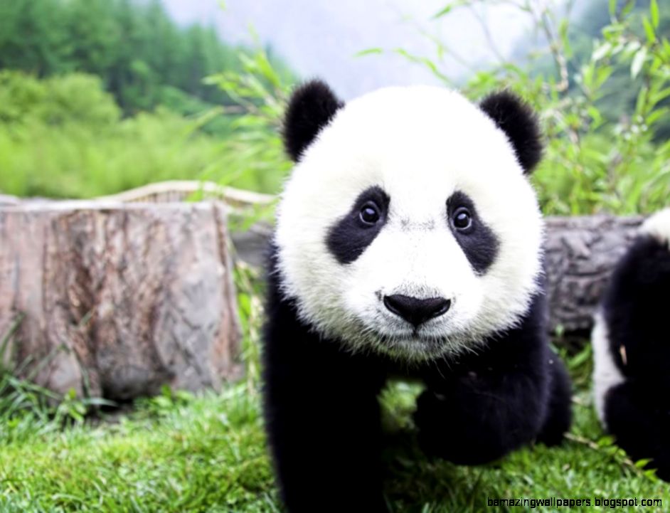 Baby Panda Bear Wallpapers   Top Images Baby Panda Bear Wallpapers   Top Images